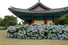 수국천국 혼인지와 6세딸 시집보내기