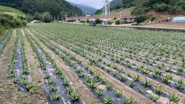 제8화 : 7길_ 산업전사위령탑~ 도계역