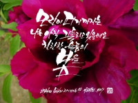 모란이 피기까지는 - 김영랑 모란이 피기까지는 - 김영랑 