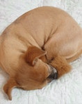 매년 털을 깎아야 했던 꼬맹이.