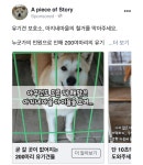 유기견 보호소 아지네마을 광고를 집행해봤다.