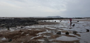제주도, 갯벌, 바지락, 바지락국