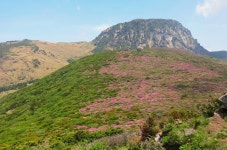 19화 한라산의 봄은 영실코스가 좋다
