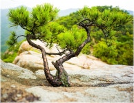 03화 관악산 학바위능선과 팔봉능선