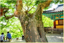 12화 수덕도령과 덕숭낭자의 전설따라 ㅡ덕숭산
