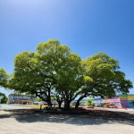 [연재 브런치북] 강진 팽나무 학교 이야기 1