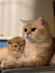 12화 베트남 브리더 한테 고양이 분양받기.