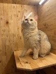 12화 베트남 브리더 한테 고양이 분양받기.