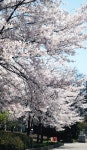 「벚꽃 산책길에서」