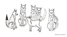 꼬리 잘린 여우