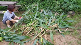 가을, 코로나 와중에 조용히 찾아온.. 