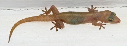 03화 나는 게코와 산다