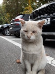 별양동 고양이