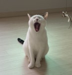 03화 내 고양이의 집은 어디인가