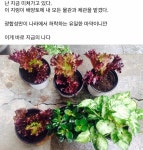 02화 #1. 상추와 바질을 키우면서 시작된 나의 작은 로망