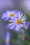 가을의 뜨락-14