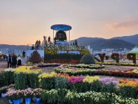 창원한달살이_마산 국화축제