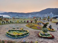 창원한달살이_마산 국화축제