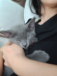 나는 고양이 집사가 아니다