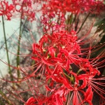 [브런치북] 찰칵! 디카시 매력에 빠지다