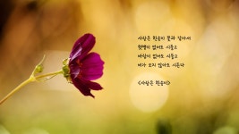 별처럼 뜨고 꽃처럼 피네