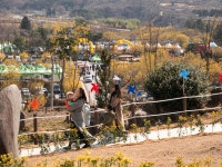 구례산수유축제 KTX와 농어촌 버스를 이용해서~