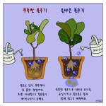 만화로 보는 식물 물주기 팁 A to Z