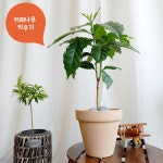 14화 커피 열매가 주렁주렁 집에서 커피나무 키우기