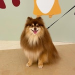 01화 병원 고양이=좋은 동물 병원의 기준