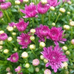 [연재 브런치북] 나도 할 수 있다 치유의 글쓰기