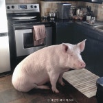 돼지 에스더의 부고
