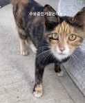 15 행삼이와 춘식이