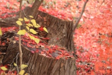 07화 가지 많은 나무 바람 잘 탄다