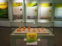 제주 감귤의 역사와 체험을 한 번에 서귀포 감귤박물관
