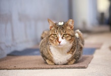 내가 이구역의 꽃냥이라옹~♡♡