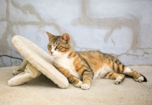 내가 왕이 될 상이냐옹~~