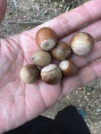 도심 산책로의 도토리나무