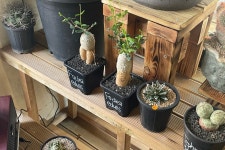 식집사 취향저격공간, 아프리카 식물이 있는 본투비가드너