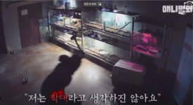 05화 망치로 강아지를 때려죽인 남자가 전시한 동물들