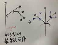 겹취산꽃차례의 수학적 비밀