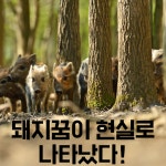12화 돼지꿈이 현실로 나타났다!