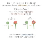12화 12. 아네모네
