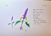 꽃향유에게