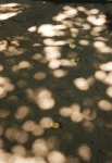 볕뉘