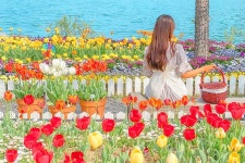 경상도에서 펼쳐진 알록달록한 튤립 공원