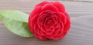 산다화