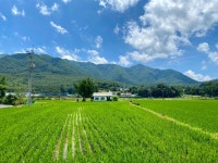 리틀포레스트