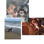 유기견 해외 입양 이야기 1