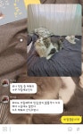 엄마와, 일요일 아침 동물농장
