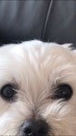 내 사랑하는 똥강아지에게